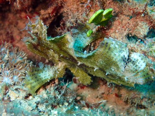 サイパン ダイビングショップ