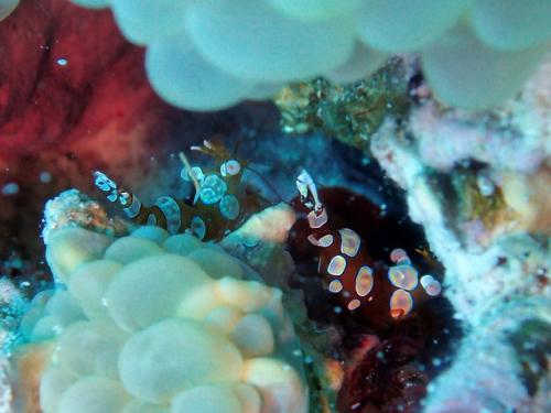 サイパン ダイビングライセンス