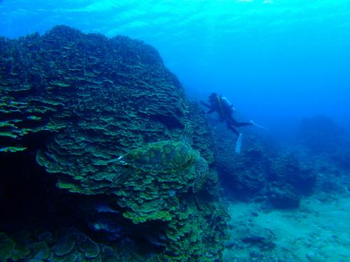 サイパン ダイビングショップ