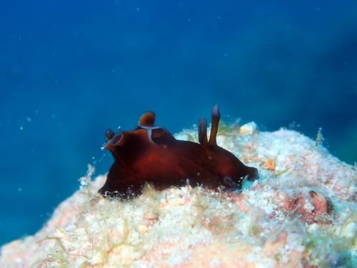 サイパン ダイビング