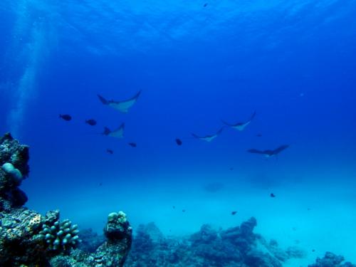 サイパン ダイビング