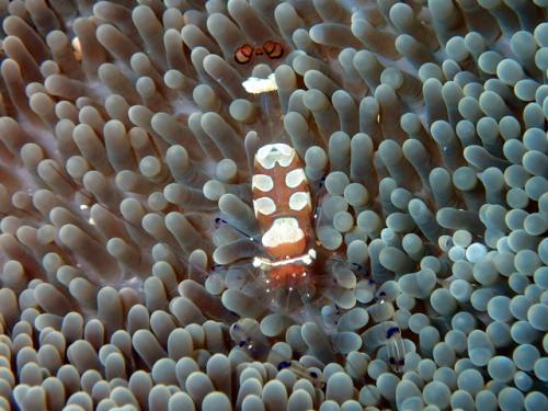 サイパン ダイビング