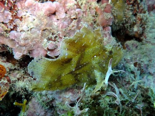 サイパン ダイビング