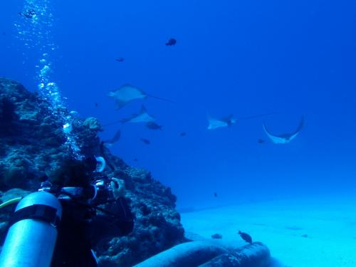 サイパン 体験ダイビング