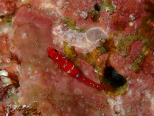 サイパン ダイビングライセンス