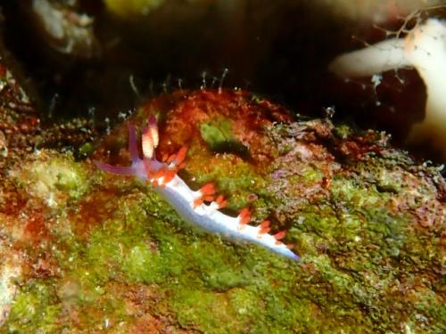 サイパン ダイビング