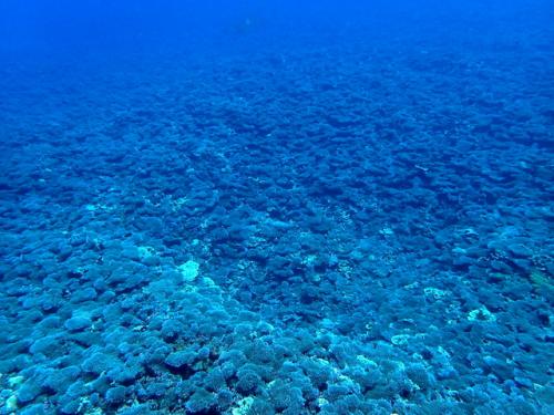 サイパン 体験ダイビング