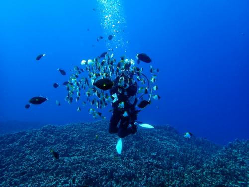 サイパン ダイビングライセンス