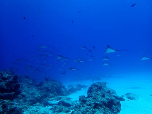 サイパン ダイビングショップ