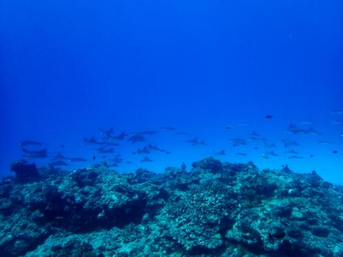 サイパン ダイビング