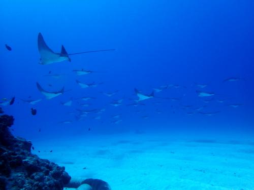 サイパン ダイビング