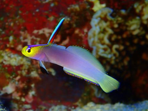 サイパン ダイビングライセンス