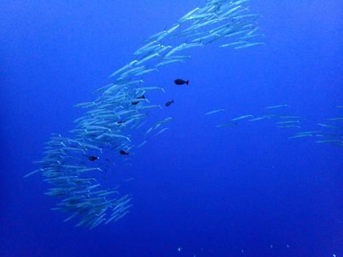 サイパン ダイビングショップ