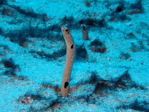 サイパン ダイビング