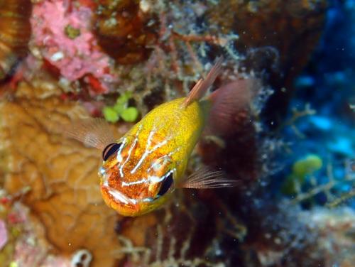 サイパン ダイビング