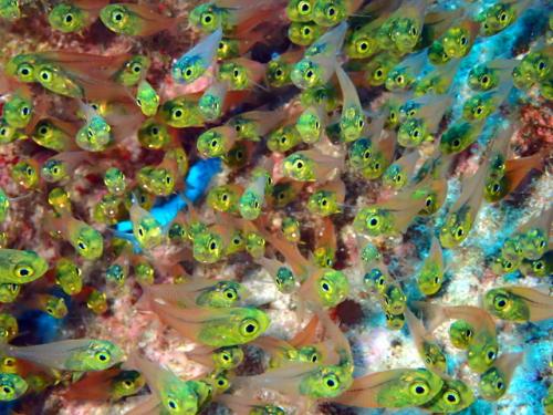 サイパン 体験ダイビング