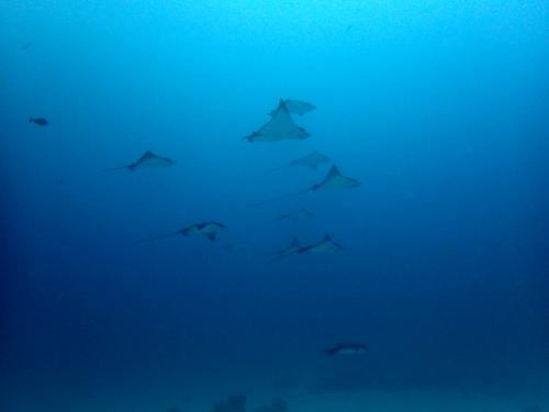 サイパン ダイビング