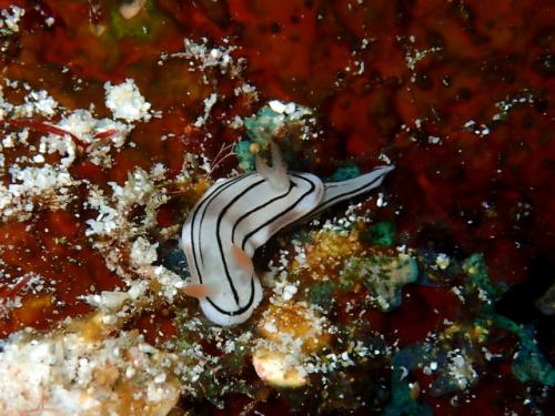 サイパン ダイビング