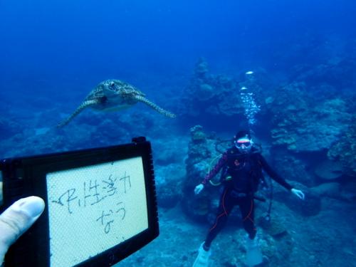 サイパン ダイビング ライセンス