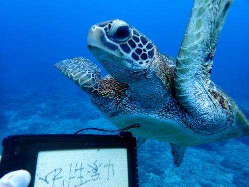 サイパン 体験ダイビング