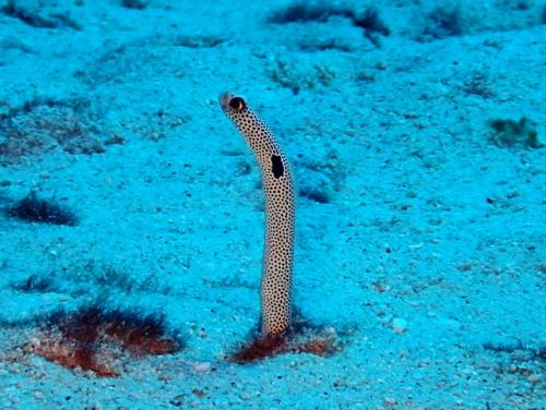 サイパン ダイビング