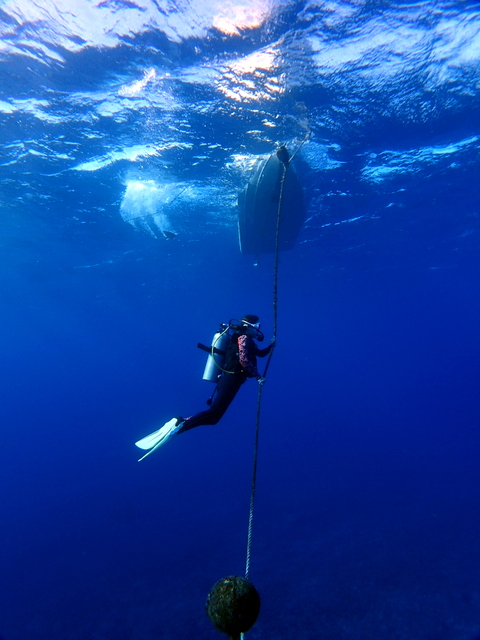 サイパン ダイビング ライセンス