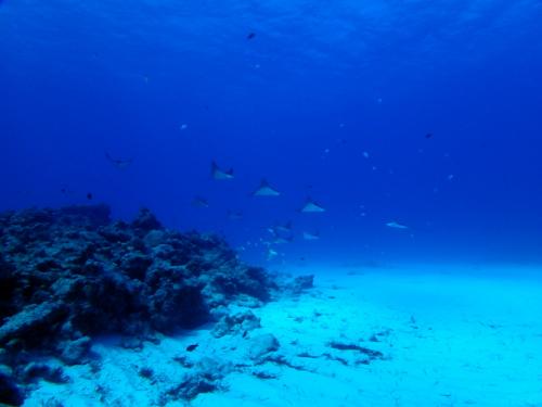 サイパン ダイビング