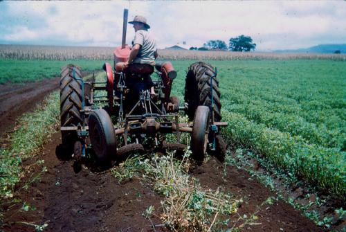 広大な土地で栽培されるピーナッツ