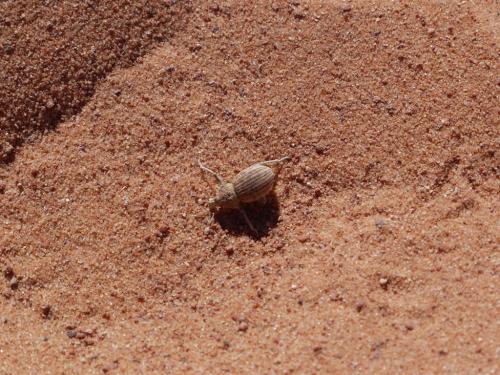 アンテロープキャ二オン　虫