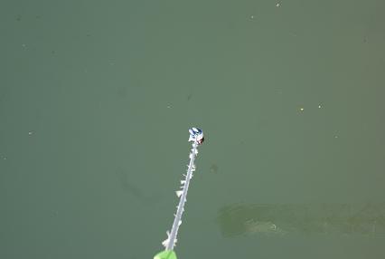 どうやって着地するの？と思っているところ