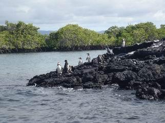 ガラパゴス イサベラ島 プエルトビジャミル町 カメさんの旅行ブログ トラベルコ