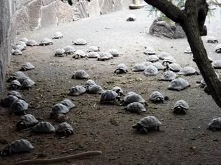 イサベラ島ゾウガメセンター