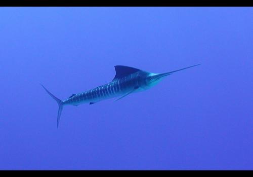 バショウカジキ