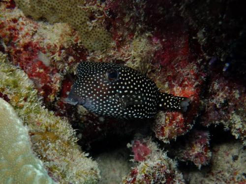 サイパン ダイビング