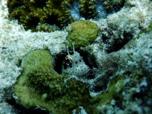 サイパン ダイビング ライセンス