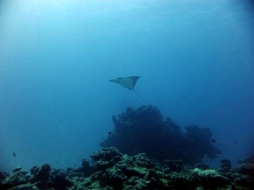 サイパン 体験ダイビング