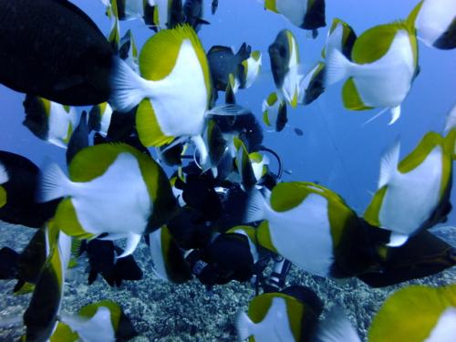 サイパン ダイビング ライセンス