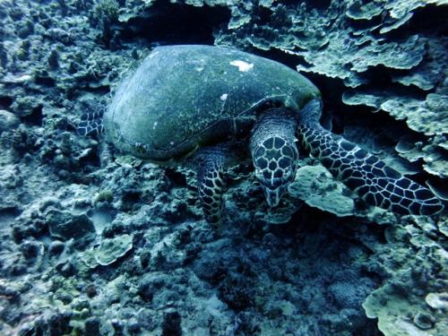 サイパン 体験ダイビング