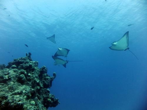 サイパン ダイビング