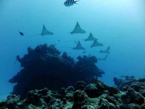 サイパン ダイビング ライセンス