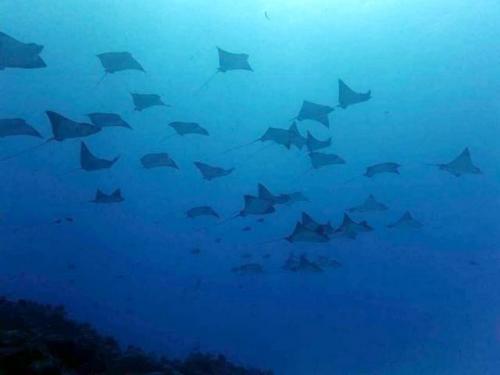 サイパン 体験ダイビング