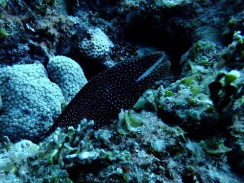 サイパン ダイビング