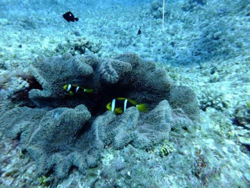 サイパン ダイビングショップ