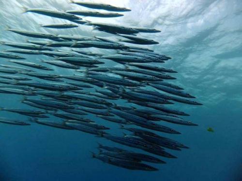 サイパン ダイビング