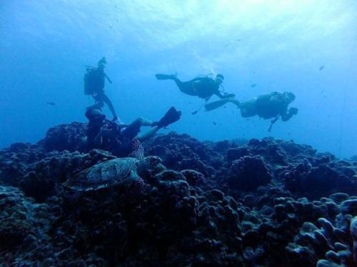 サイパン ダイビング ライセンス