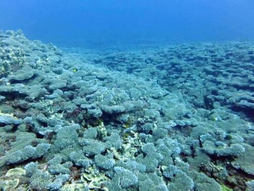 サイパン ダイビングショップ