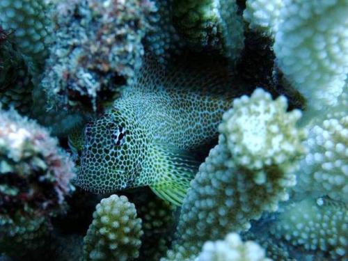 サイパン ダイビング