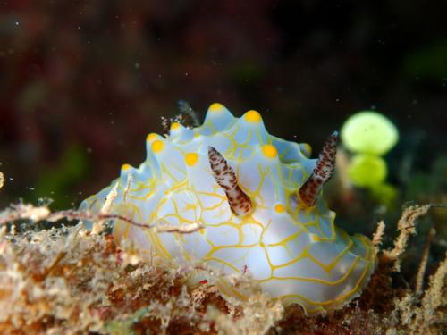 サイパン ダイビング ライセンス