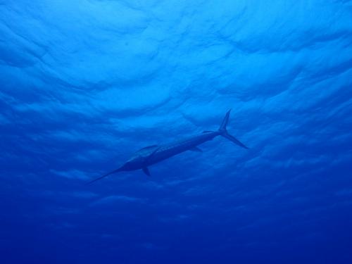 サイパン ダイビング