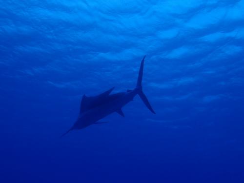 サイパン ダイビング